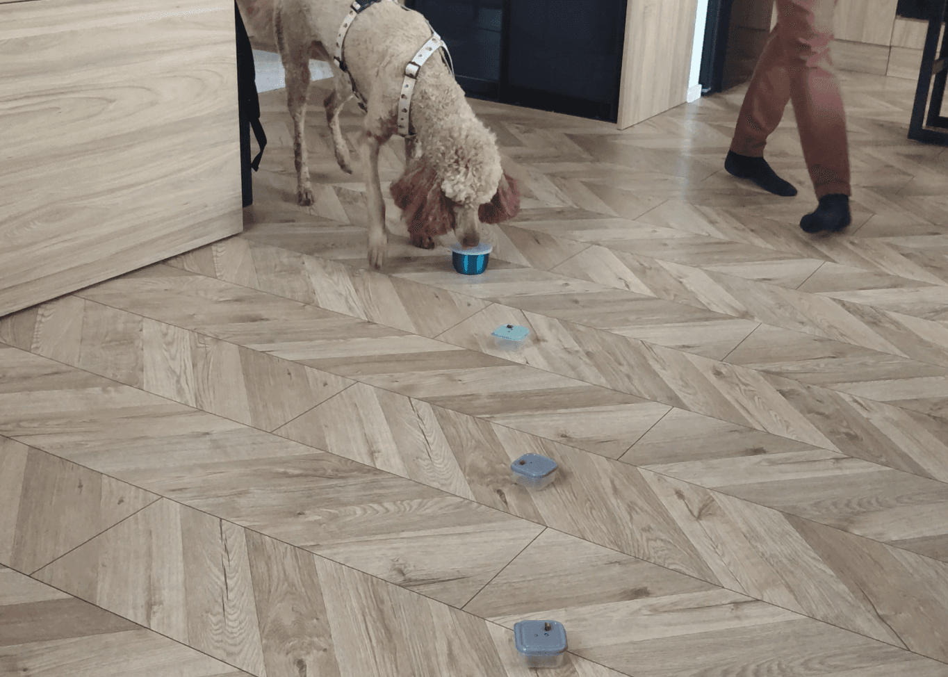 nosework dla psa - praca węchowa podczas treningu