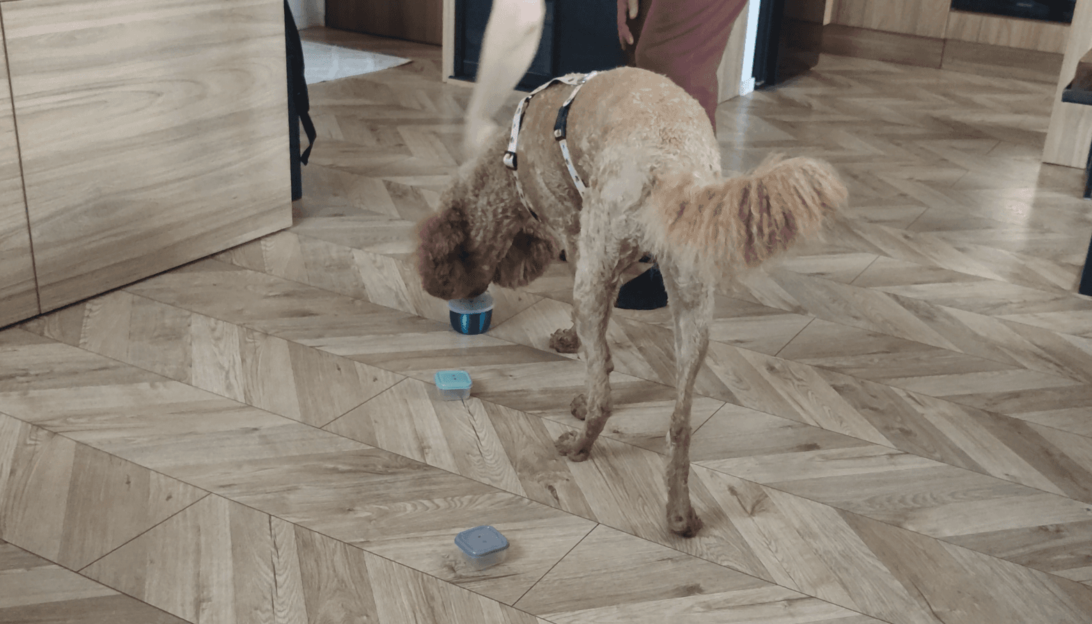 nosework dla początkujących - pies szuka próbki zapachowej